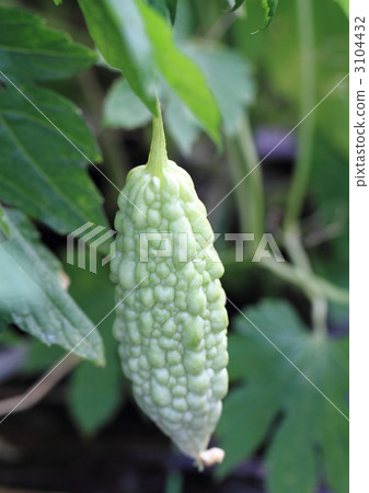 白色goya（雪松） 3104432