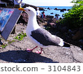 gull, gulls, sea gull 3104843