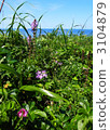 alpine plant, purple, lifting 3104879