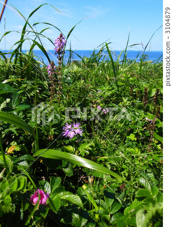 alpine plant, purple, lifting 3104879