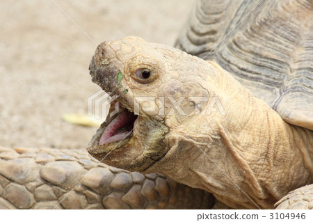 非洲鞭龜 非洲鞭龜 3104946