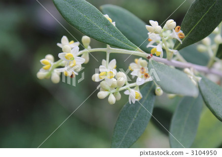 Olive 'Lucca' flowers 3104950