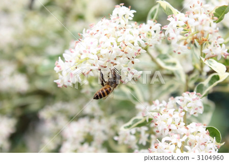 Silver prepet flowers and honey bees Silver prepet flowers and honey bees 3104960