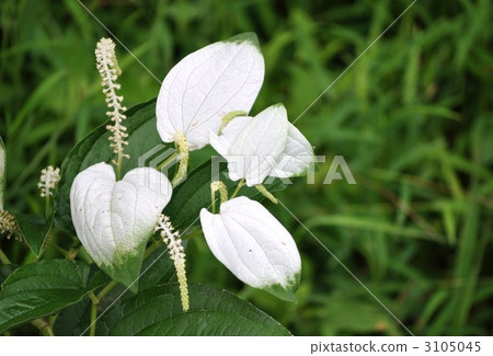 Hansee節目 Hansee節目 3105045