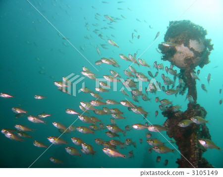 Nembutsudai群(Nembutsu海鯛) Nembutsudai群(Nembutsu海鯛) 3105149