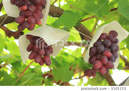 葡萄 3105153