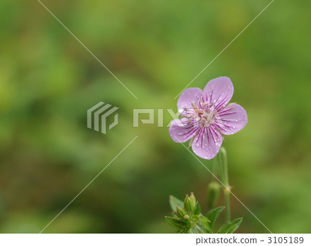 Flower of butterfly Flower of butterfly 3105189