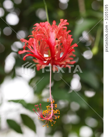 Flowering butterfly flowers Flowering butterfly flowers 3105195