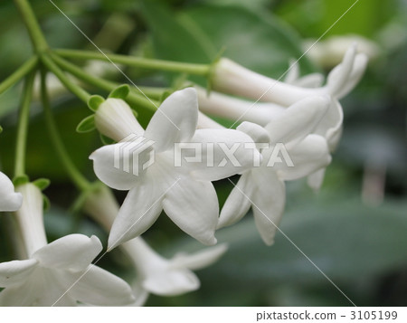 Madagascar Jasmine Flower 3105199