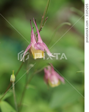 耬斗菜花 耬斗菜花 3105205