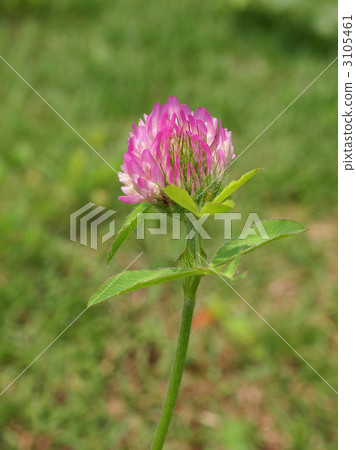 紅三葉草 3105461