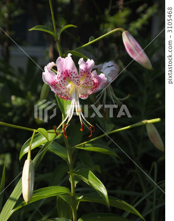 鹿子百合 3105468