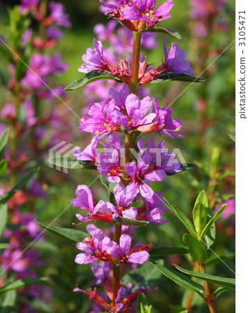 Miso Hagi（Bombana） 3105471