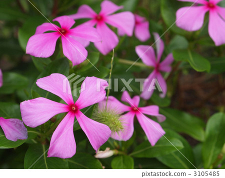 Nichinichiso 3105485