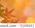 Maple  3105631