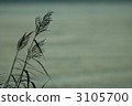 reed 3105700