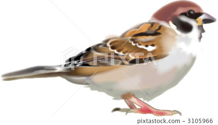 Sparrow Sparrow 3105966