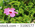 Hibiscus Left 3106577