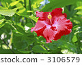 Hibiscus right-handed 3106579