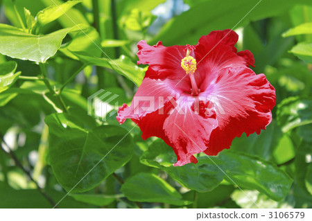 芙蓉右撇子 芙蓉右撇子 3106579