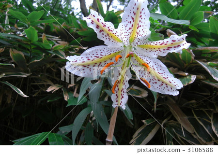 高麗百合 百合 百合花 3106588