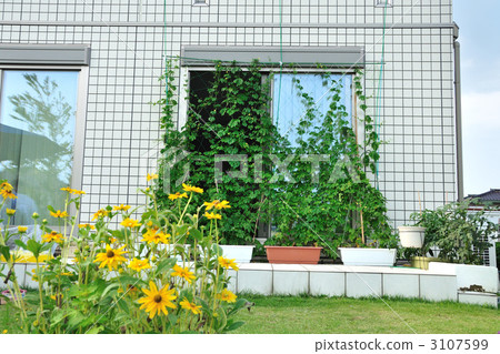 綠色的窗簾 3107599