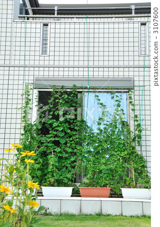 Green Curtain 3107600