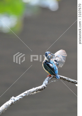 Kingfish who make feathers 3107670