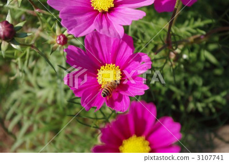 蜜蜂和宇宙 蜜蜂和宇宙 3107741