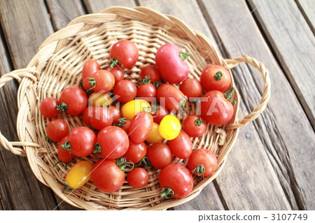 Irregularly sized cherry tomatoes grown without pesticides in a home garden 3107749