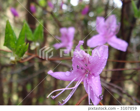 雨後的山杜鵑花 3107859