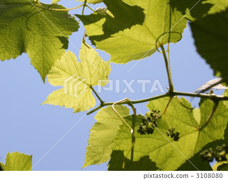 garden tree, grape, vine 3108080