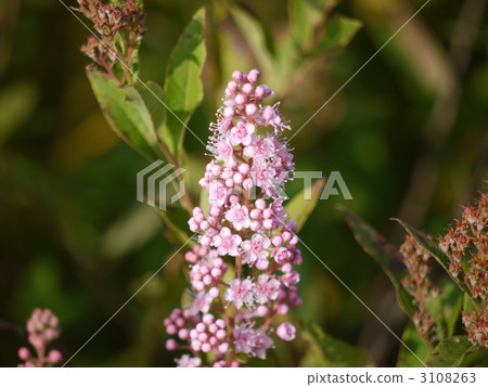 Senjōgagahara · Hosakimitsuke Senjōgagahara · Hosakimitsuke 3108263