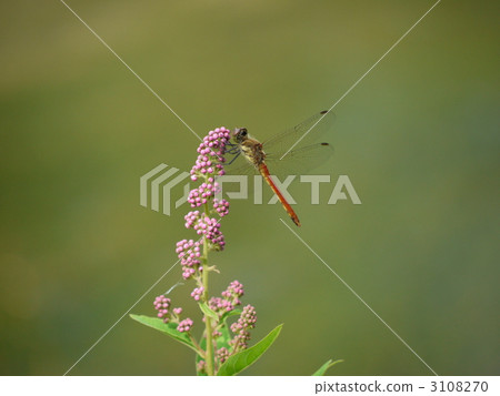 Senjogahara · Hosakimitsuke and Akiakane 3108270