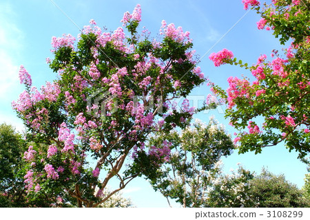 Crape myrtle 3108299