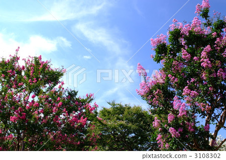 Crape myrtle Crape myrtle 3108302