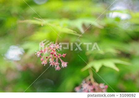 Iroha Flower of autumnal leaves Iroha Flower of autumnal leaves 3109092