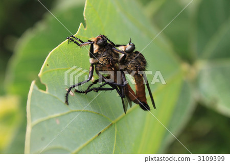 aome-abu robber fly, bug, insect 3109399
