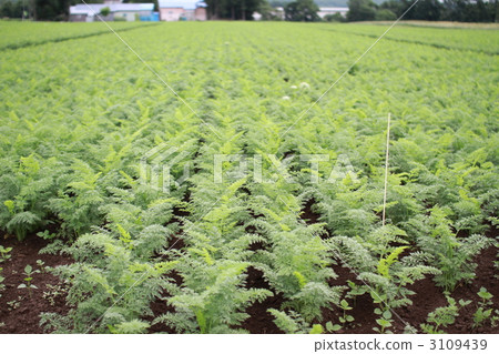Vast carrot and vegetable fields in Niseko, Hokkaido Vast carrot and vegetable fields in Niseko, Hokkaido 3109439