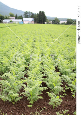 Vast carrot and vegetable fields in Niseko, Hokkaido 3109440