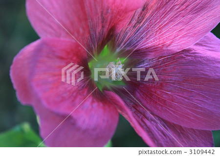 malvaceae, petal, petals 3109442
