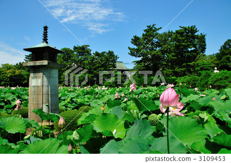 Hakusan公園的Hayama池塘 3109453