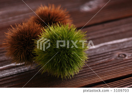 栗子 栗子 3109703