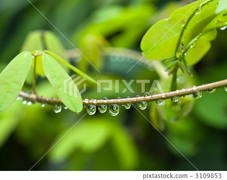 Water drops after rain 3109853