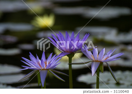Tropical water lily 3110040
