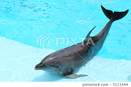 Dolphin show Dolphin show 3111444