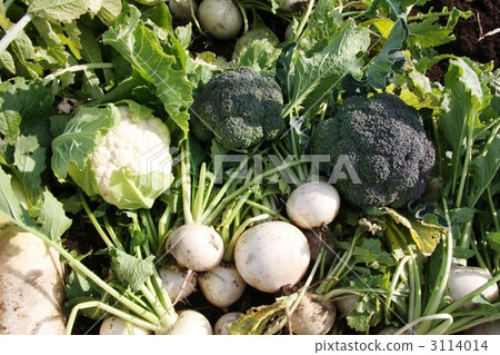 Vegetables 3114014
