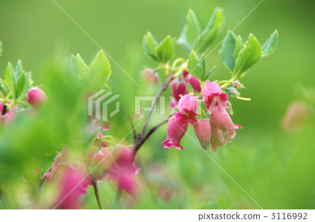 瓔珞杜鵑屬野薔薇 花朵 花 3116992