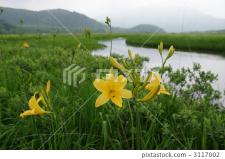 daylily, zenteika, Day Lily 3117002