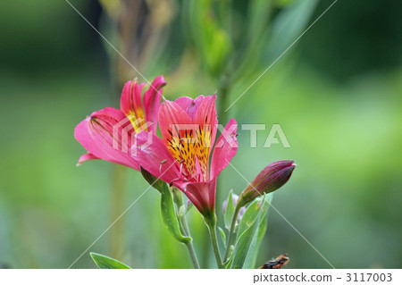 lilium maculatum, thunbeng lily, Lily flower 3117003